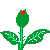 Rose for lecture in MTI TUB
